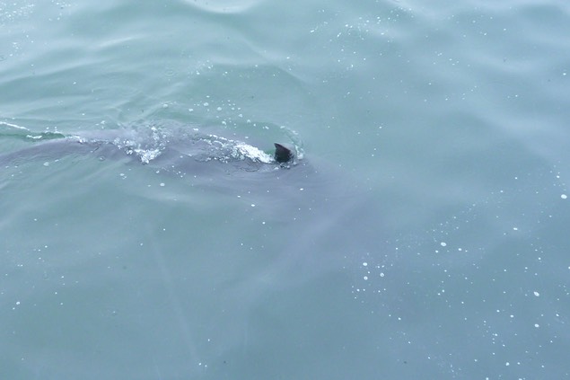 Dusty, the bottlenose Dolphin. Photo © UK