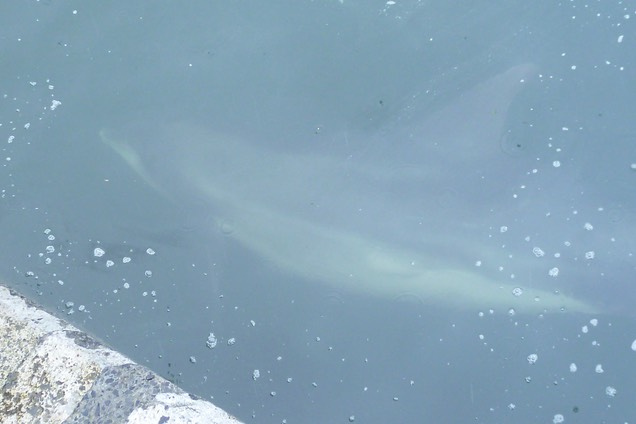 Dusty, the bottlenose Dolphin.  Photo © UK