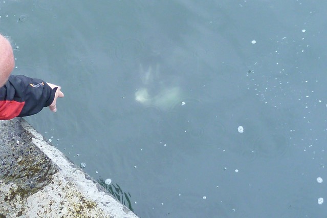 Dusty, the bottlenose Dolphin. Photo © UK