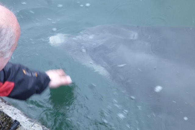 Dusty, the bottlenose Dolphin.  Photo © UK