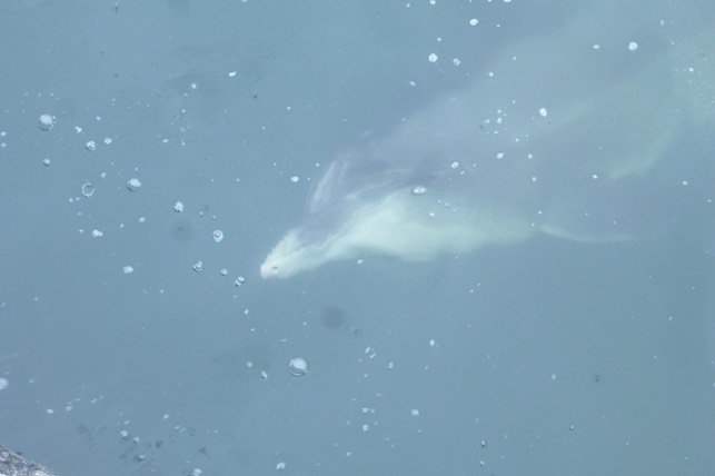 Dusty, the bottlenose Dolphin.  Photo © UK