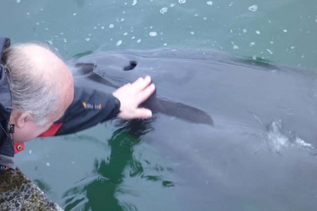 Dusty, the bottlenose Dolphin.  Photo © UK