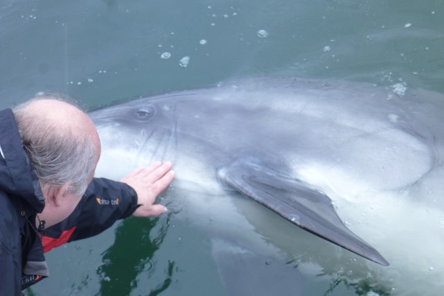 Dusty, the bottlenose Dolphin.  Photo © UK