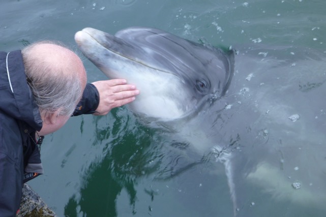Dusty, the bottlenose Dolphin.  Photo © UK