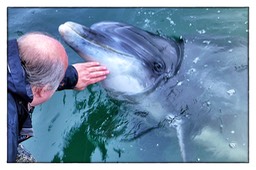 24.09.2012 Dusty, the bottlenose Dolphin.