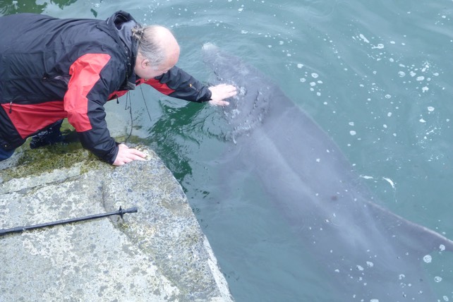 Dusty, the bottlenose Dolphin.  Photo © UK