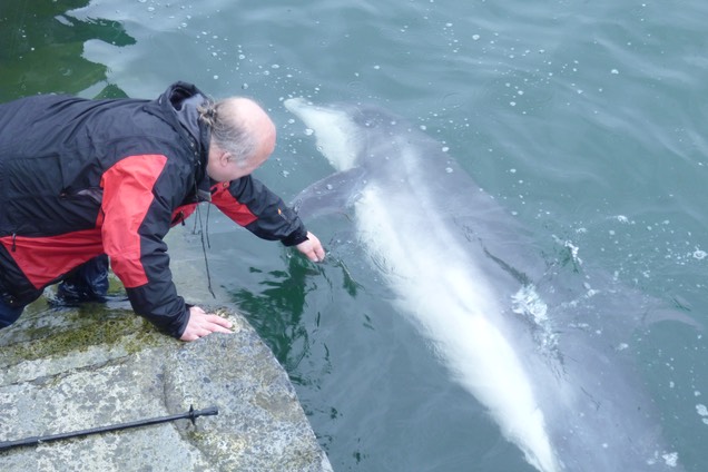 Dusty, the bottlenose Dolphin.  Photo © UK