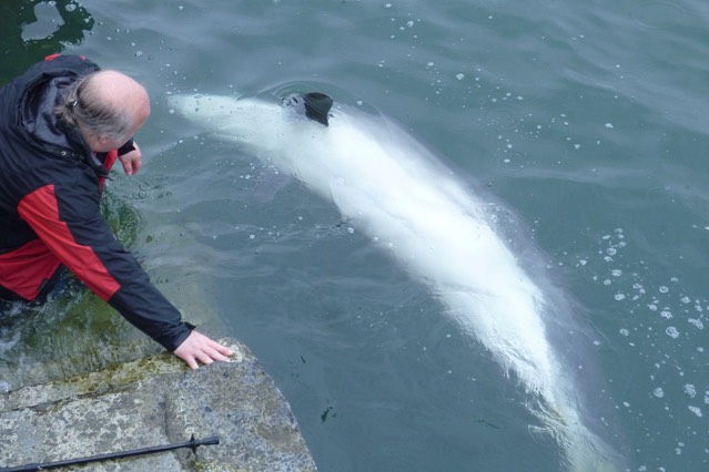 Dusty, the bottlenose Dolphin.  Photo © UK