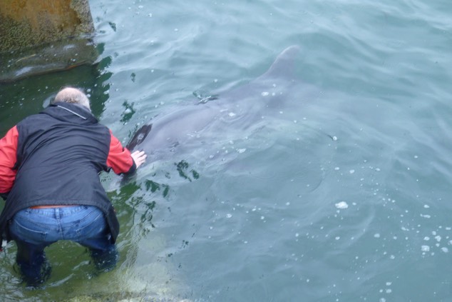 Dusty, the bottlenose Dolphin.  Photo © UK