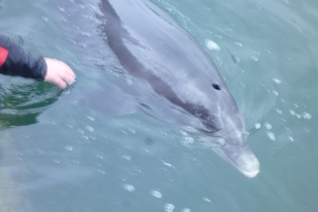 Dusty, the bottlenose Dolphin.  Photo © UK